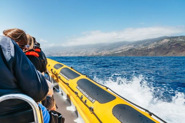 Funchal: Whale and Dolphin Watching Speed Boat Tour - The Sum Up