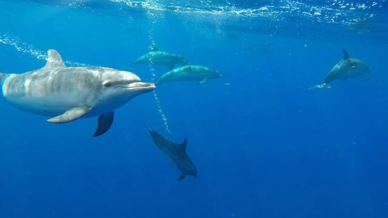 Funchal: Whale Watching and Swimming with Dolphins Cruise - What’s Included and What’s Not