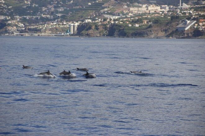 Funchal:Hop-On Hop-Off Bus & Whale & Dolphin Boat Excursion - Pricing and Inclusions