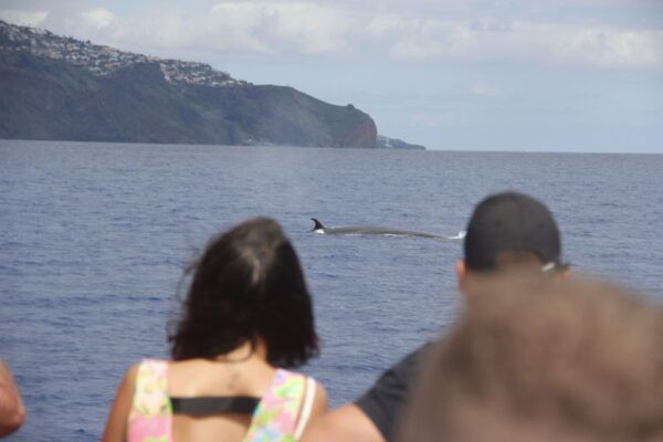 Funchal:Hop-On Hop-Off Bus & Whale & Dolphin Boat Excursion - Meeting Points