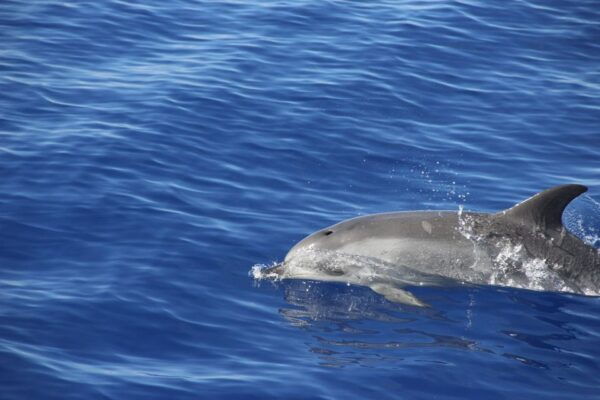 Funchal:Hop-On Hop-Off Bus & Whale & Dolphin Boat Excursion - Frequently Asked Questions