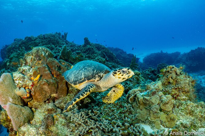 Fundiving in Cozumel - by Ferry - 2 Tanks in the Wonderful Caribbean Sea - Scuba Adventure in Cozumel