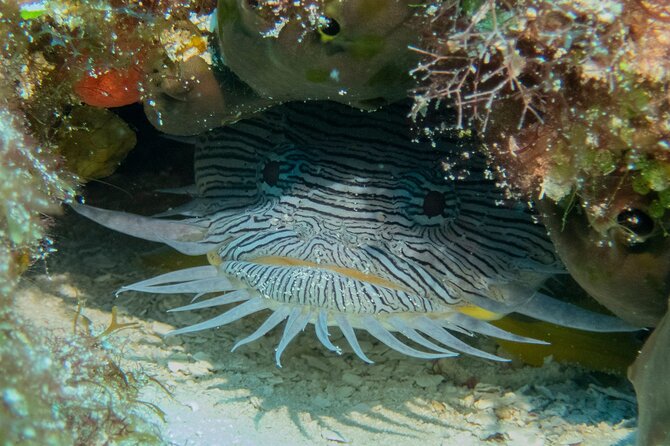 Fundiving in Cozumel - by Ferry - 2 Tanks in the Wonderful Caribbean Sea - Common Questions