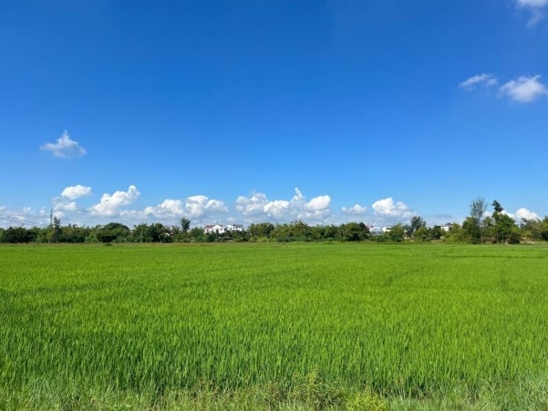Funny day cycling, Buffalo riding and Basket boat - Discover the Charm of Vietnam’s Countryside: Cycling, Buffalo Riding, and Basket Boats Near Hoi An