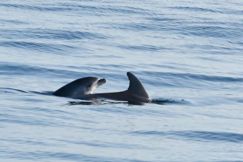 Funtana: Dolphin safari, drinks included - Good To Know