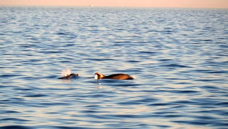 Funtana: Dolphin safari, drinks included - Practical Details & Tips