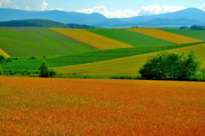 Furano & Biei 4 Hour Tour: English Speaking Driver Only, No Guide - Tour Details and Communication