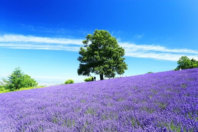 Furano & Biei 4 Hour Tour: English Speaking Driver Only, No Guide - Tour Duration
