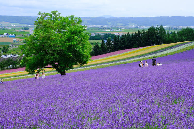 Furano & Biei Blue Pond & Shikisai no Oka One-Day Tour | Departing from Sapporo - A day trip built around distance and variety