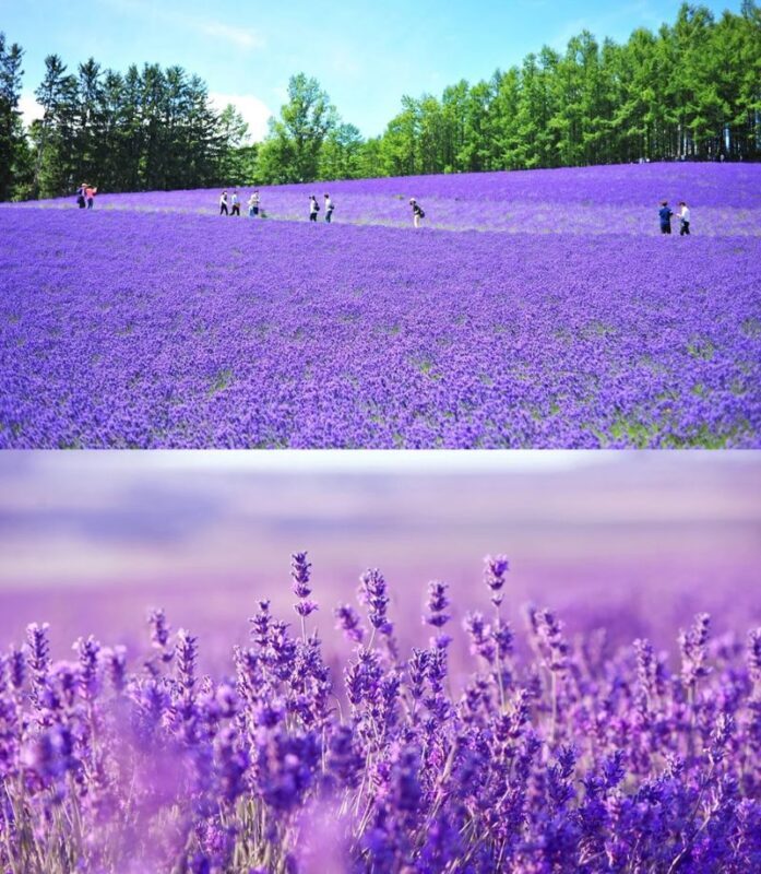 Furano & Biei Blue Pond & Shikisai no Oka One-Day Tour | Departing from Sapporo - Shikisai no Oka: flower bands on rolling hills