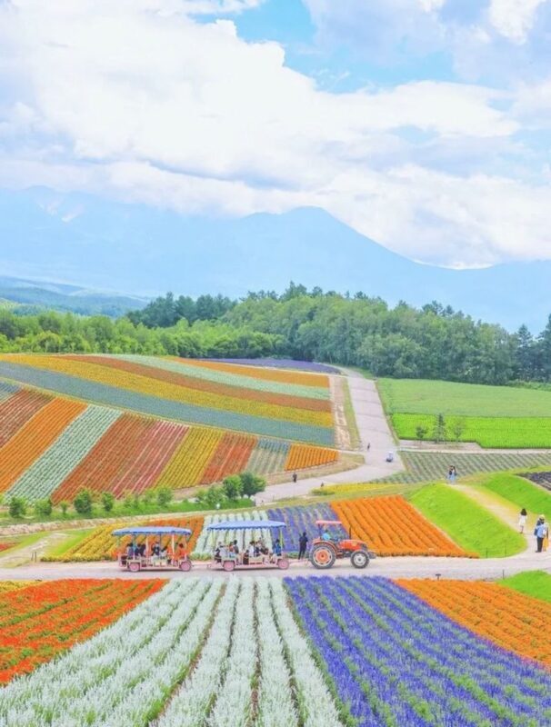 Furano & Biei Blue Pond & Shikisai no Oka One-Day Tour | Departing from Sapporo - Ningle Terrace after dark