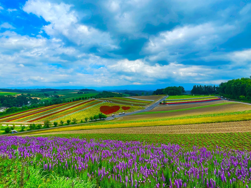 Furano & Biei Chartered One Day Tour: Explore Hokkaidos Beauty - The useful details at a glance
