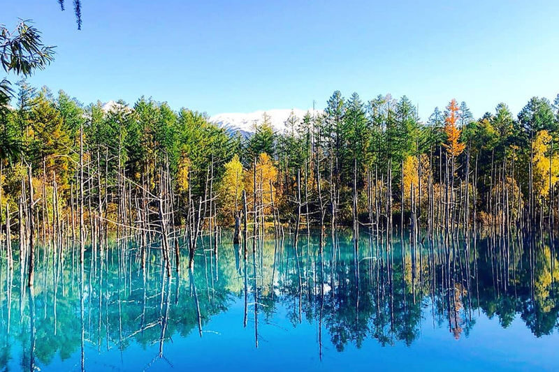 Furano & Biei Chartered One Day Tour: Explore Hokkaidos Beauty - Why a charter suits this route