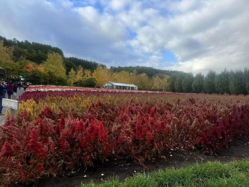Furano & Biei Seasonal One-Day Tour: Summer Flower Fields, Winter Illumination Romantic Route - Should you book this Furano and Biei day trip?
