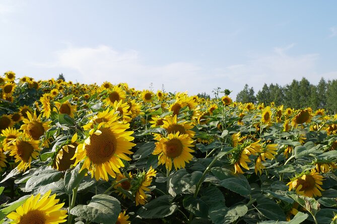 Furano Biei Tour Sapporo DEP: English Speaking Driver, No Guide - Tour Details