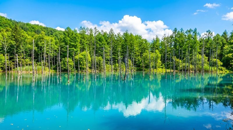 Furano & Shikisai-no-Oka Lavender Day Trip from Sapporo (Includes Limited-Time Complimentary Flower Park Admission + Norokko Tractor Bus Ride) - Is $47.35 good value?