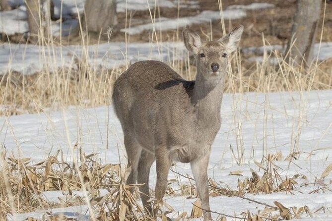 Furepe Waterfall Snowshoe and Wildlife Watching Activity - Activity Details