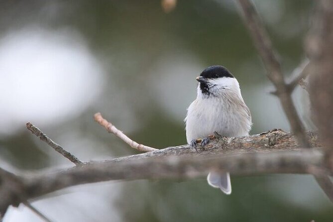 Furepe Waterfall Snowshoe and Wildlife Watching Activity - Inclusions