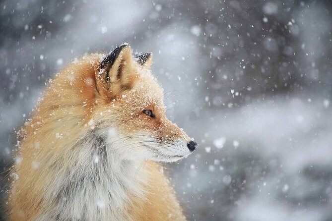 Furepe Waterfall Snowshoe and Wildlife Watching Activity - Common Questions