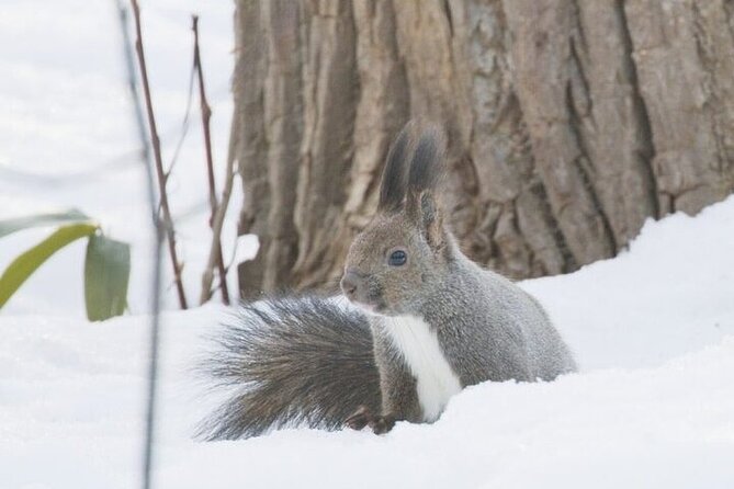 Furepe Waterfall Snowshoe and Wildlife Watching Activity - The Sum Up