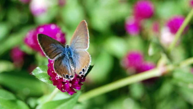 Furnas & Terra Nostra Gardens Biologist-guided Tour +lunch - Who Would Love This Experience?
