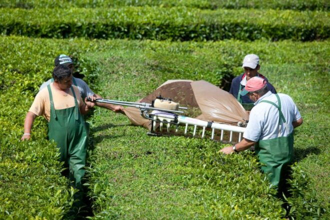 Furnas Valley Full-Day Volcano and Tea Plantation Tour - Customer Reviews
