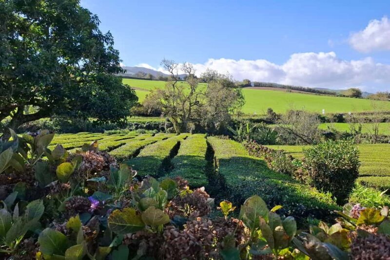 Furnas Volcano Wonders, Tea Plantation & Waterfall Tour - Good To Know