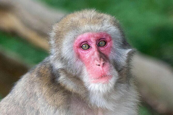 Fushimi Inari - Arashiyama: Torii Gates, Bamboo, Monkeys & Secret - A Detailed Look at the Tour