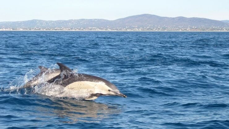Fuzeta: Dolphin Observation Tour - Experience Highlights