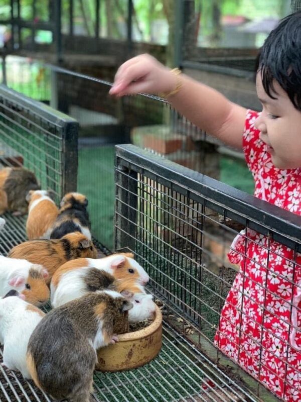 G2G Animal Garden Ticket at Serdang Selangor - From woodland animals to the reptile sanctuary
