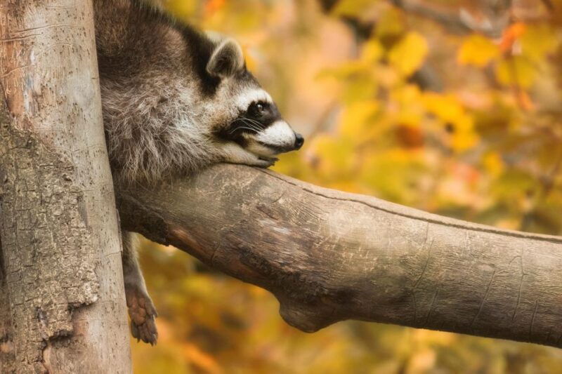 GaiaZOO Entry Ticket - Discover GaiaZOO: A Wildlife Experience in Limburg