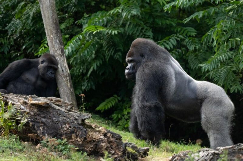 GaiaZOO Entry Ticket - An In-Depth Look at GaiaZOO