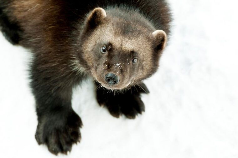 GaiaZOO Entry Ticket - What Reviews Reveal About GaiaZOO