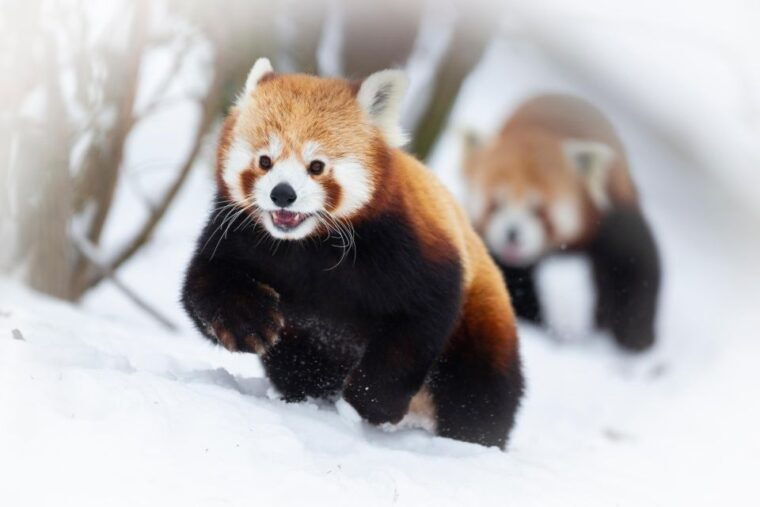 GaiaZOO Entry Ticket - The Sum Up