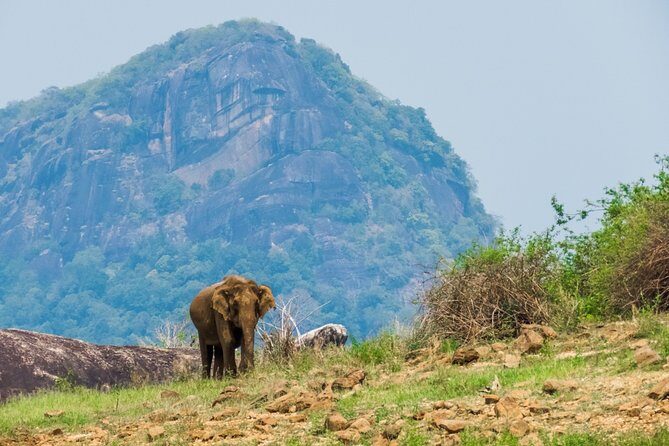 Gal Oya National Park Safari - What to Expect from the Gal Oya Safari