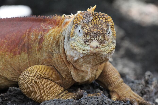 Galapagos Active Adventure Three Islands 8 Days - Activities and Excursions