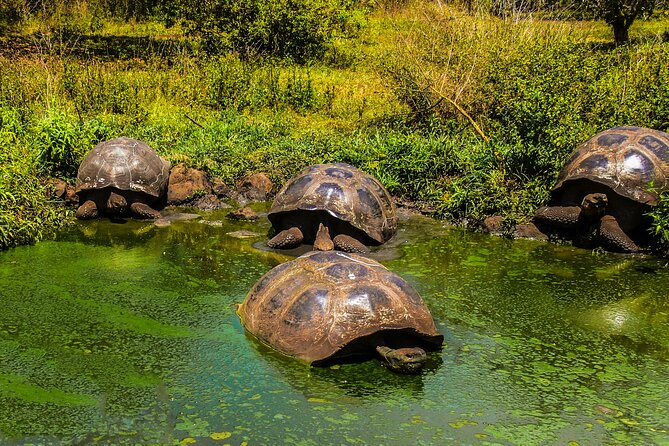 Galapagos By Land And Sea 4d-3n - Booking Information