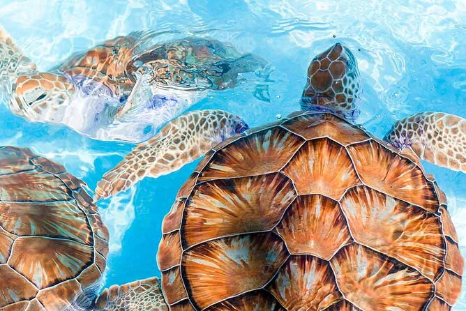 Galle and Bentota Day Tour From Colombo and Negombo - Insider Tips for the Galle and Bentota Day Tour