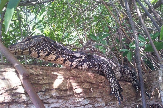 Galle & Bentota River Safari Private Tour From Cinnamon Bay Beruwala Hotel - Itinerary