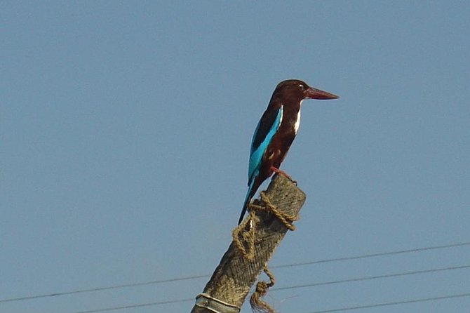 Galle Day Tour With Boat Safari & Stilt Fishermen, Sea Turtles From Bentota - Common Questions