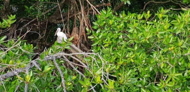 Galle Day Tour With River Safari,Sea Turtle & Tea Plantation - Stilt Fishing - A Unique Fishing Method