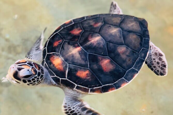 Galle Day Tour with Turtle Hatchery & River Boat Safari - Discover the Galle Day Tour with Turtle Hatchery & River Boat Safari