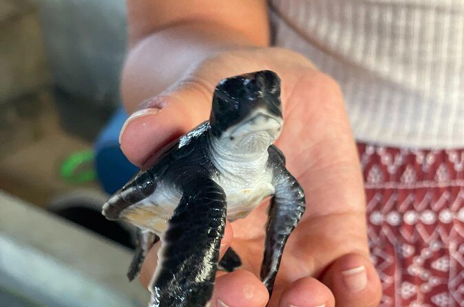 Galle Day Tour with Turtle Hatchery & River Boat Safari - Detailed Breakdown of the Itinerary