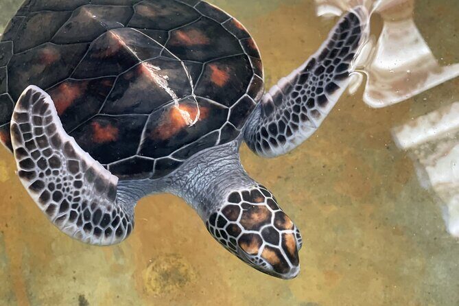 Galle Day Tour with Turtle Hatchery & River Boat Safari - The Sum Up