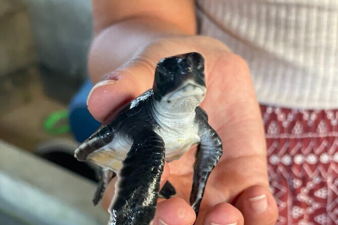 Galle Day Tour with Turtle Hatchery & River Boat Safari - FAQ