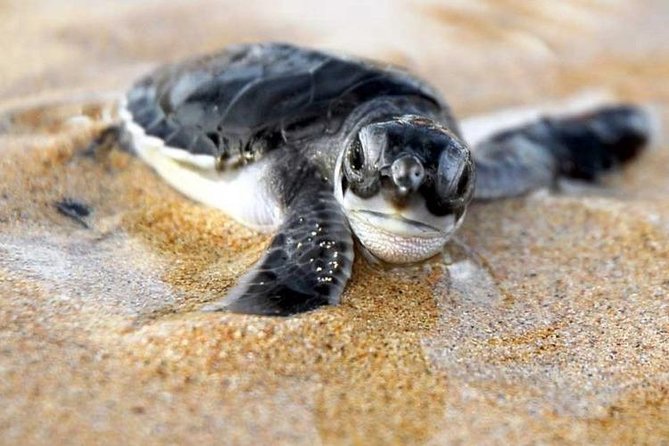 Galle Day Trip From Colombo - Cancellation Policy