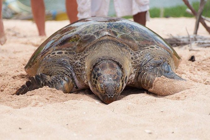 Galle Day Trip From Colombo - Common Questions