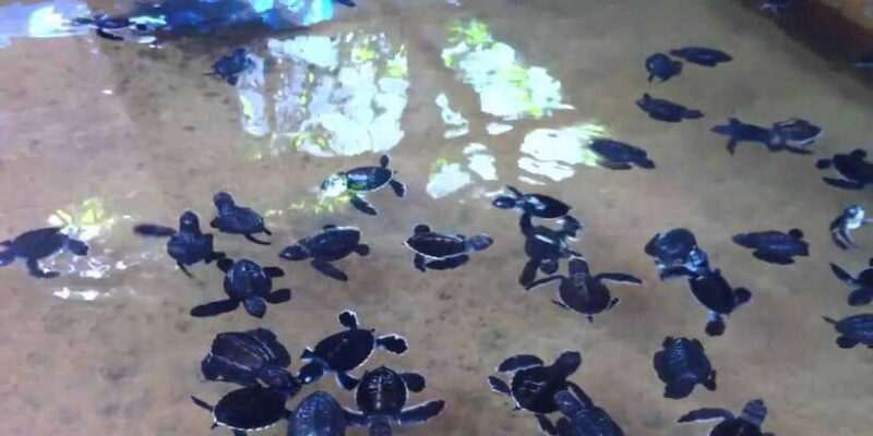 Galle Day Trip with River Safari, Sea Turtles & Tea Factory - Additional Cultural Stop: Buddhist Temple & Local Museum