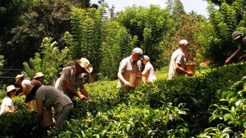 Galle Day Trip with River Safari, Sea Turtles & Tea Factory - Practical Details & Value