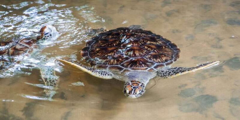 Galle Day Trip with River Safari, Sea Turtles & Tea Factory - Final thoughts